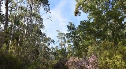 Farm land in Sabacheira of 5,400 m²