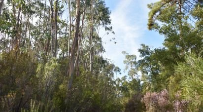 Farm land in Sabacheira of 5,400 m²