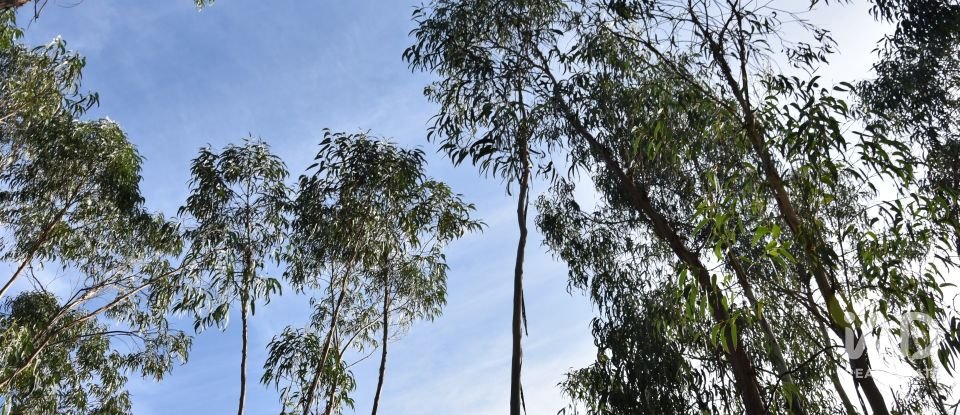 Terreno rústico em Sabacheira de 5 400 m²