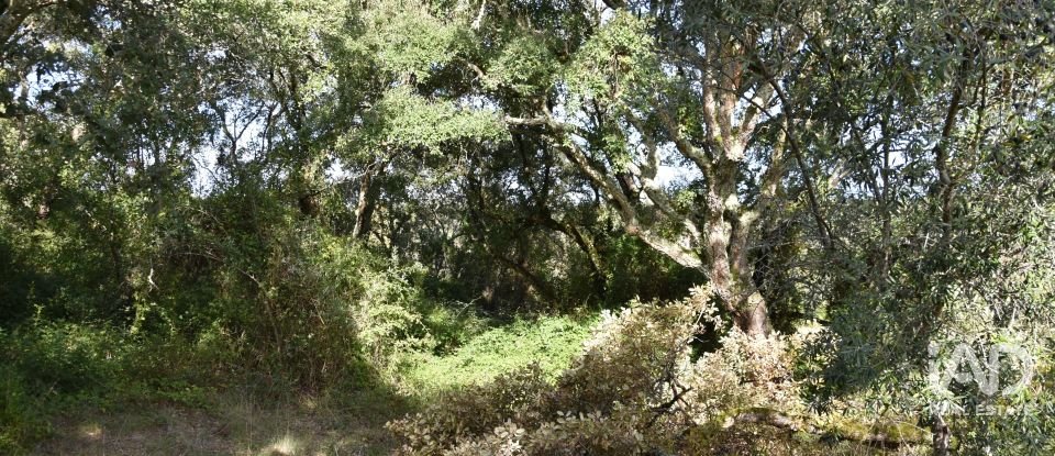 Terreno rústico em Freixianda, Ribeira do Fárrio e Formigais de 3 100 m²