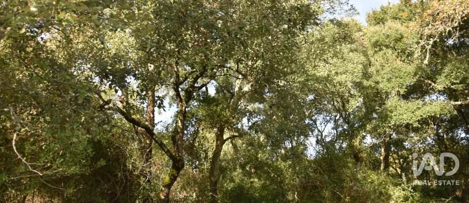 Terreno rústico em Freixianda, Ribeira do Fárrio e Formigais de 3 100 m²