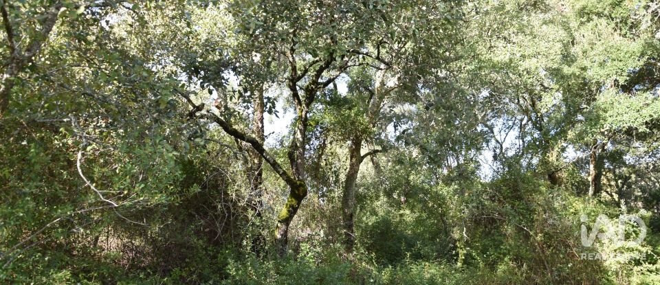 Terreno rústico em Freixianda, Ribeira do Fárrio e Formigais de 3 100 m²