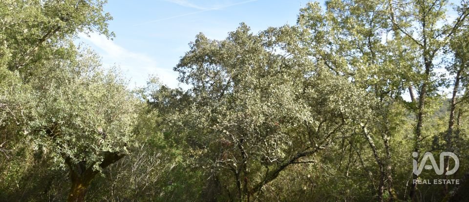 Terreno rústico em Freixianda, Ribeira do Fárrio e Formigais de 3 100 m²