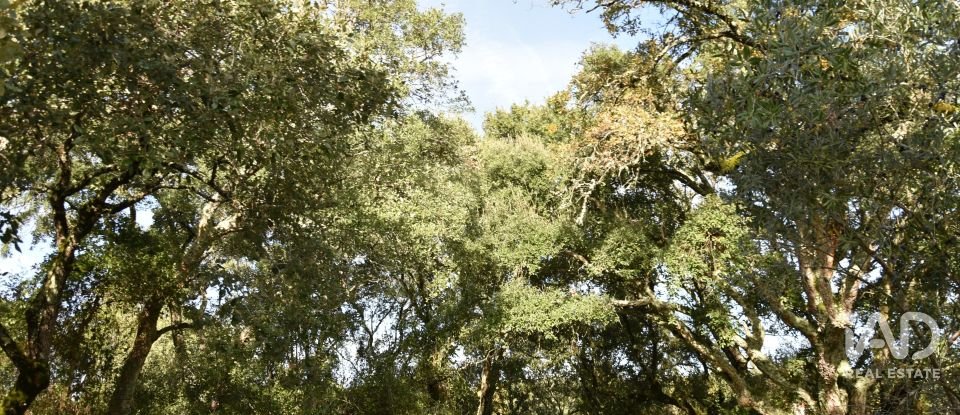 Terreno rústico em Freixianda, Ribeira do Fárrio e Formigais de 3 100 m²