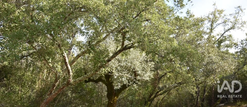 Terreno rústico em Freixianda, Ribeira do Fárrio e Formigais de 3 100 m²