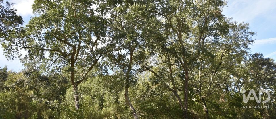 Terreno rústico em Freixianda, Ribeira do Fárrio e Formigais de 3 100 m²