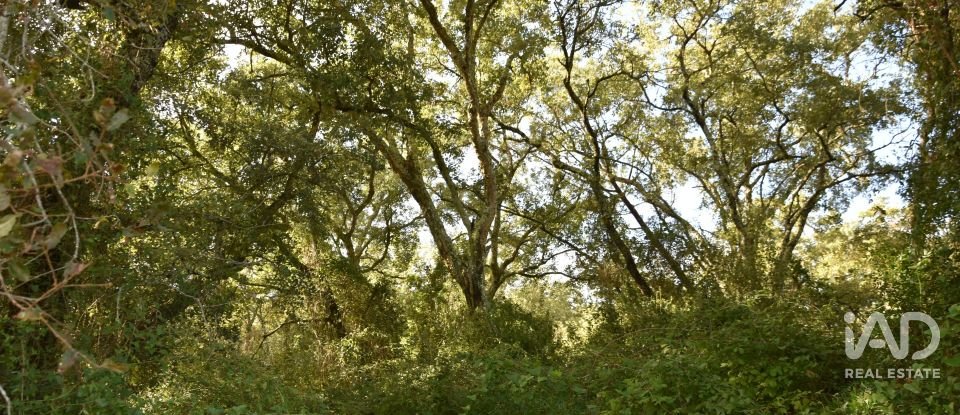 Terreno rústico em Freixianda, Ribeira do Fárrio e Formigais de 3 100 m²
