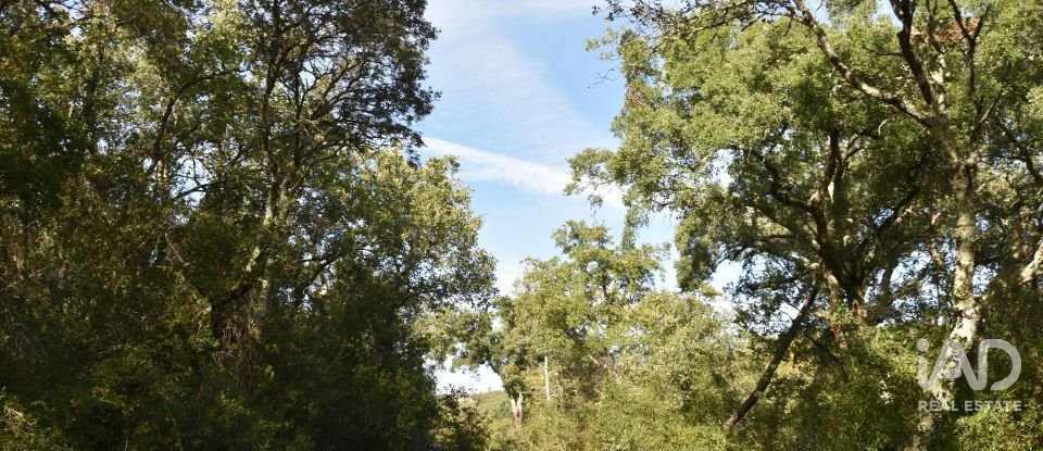 Terreno rústico em Freixianda, Ribeira do Fárrio e Formigais de 3 100 m²