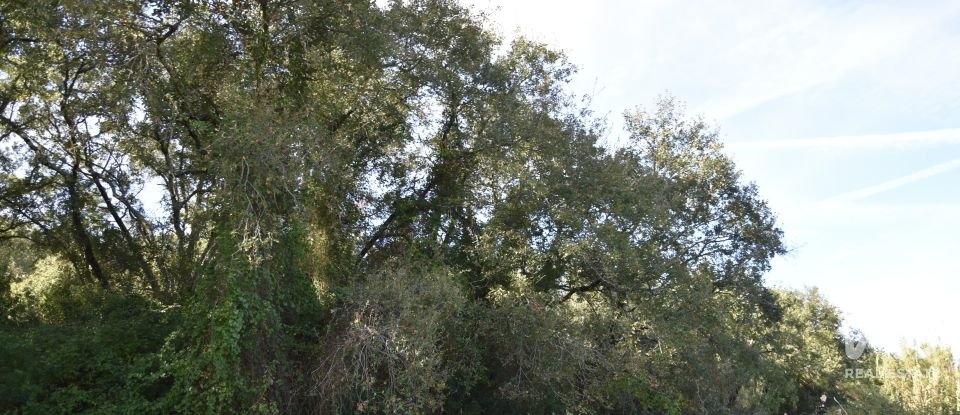 Terreno rústico em Freixianda, Ribeira do Fárrio e Formigais de 3 100 m²