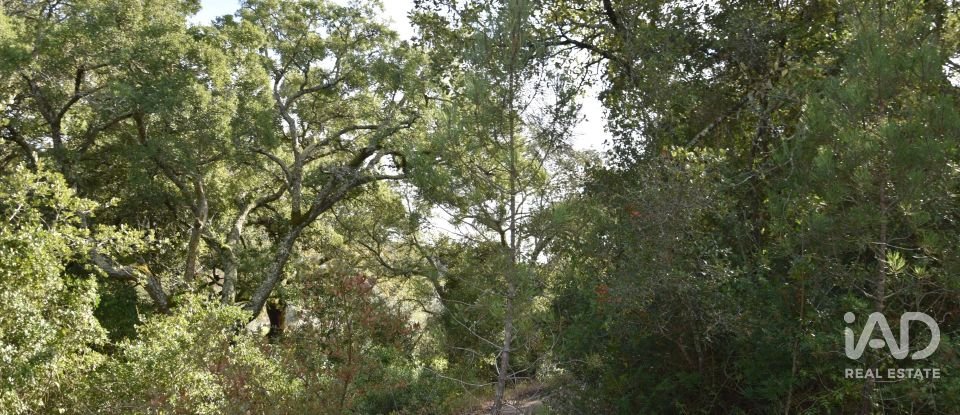 Terreno rústico em Freixianda, Ribeira do Fárrio e Formigais de 3 100 m²