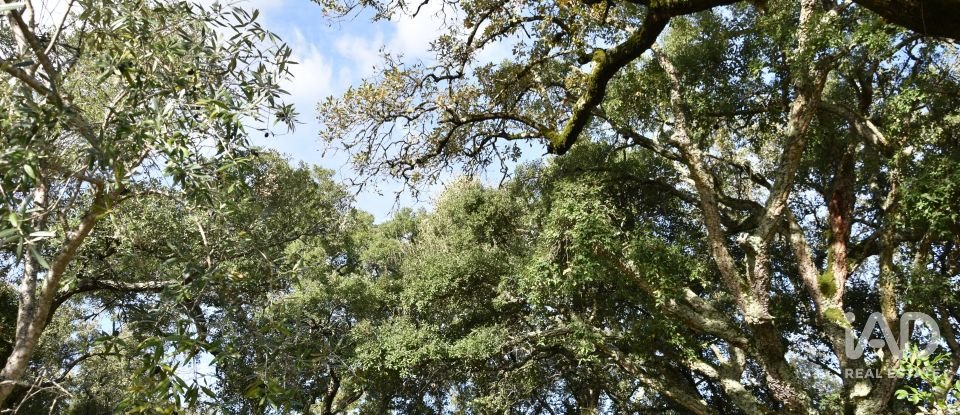 Terreno rústico em Freixianda, Ribeira do Fárrio e Formigais de 3 100 m²