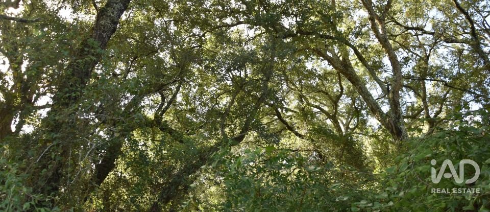 Terreno rústico em Freixianda, Ribeira do Fárrio e Formigais de 3 100 m²