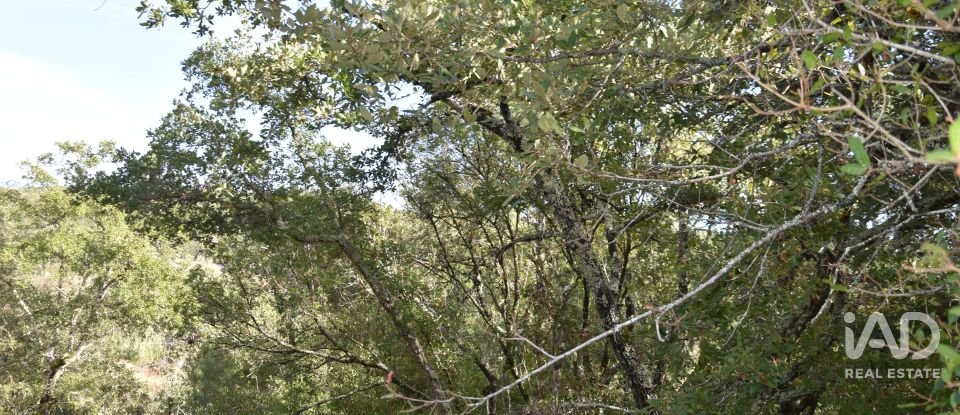 Terreno rústico em Freixianda, Ribeira do Fárrio e Formigais de 3 100 m²