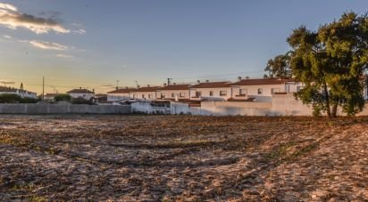 Terrain agricole à Marinha Grande de 4 256 m²