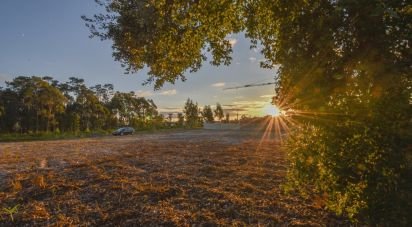 Terrain agricole à Marinha Grande de 4 256 m²