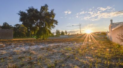 Terrain agricole à Marinha Grande de 4 256 m²