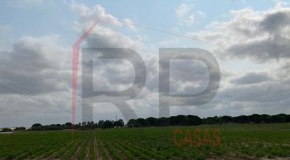 Terrain agricole à Pegões de 39 500 m²