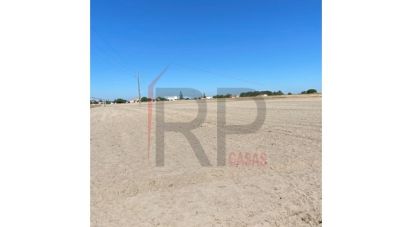 Terrain agricole à Pegões de 39 500 m²