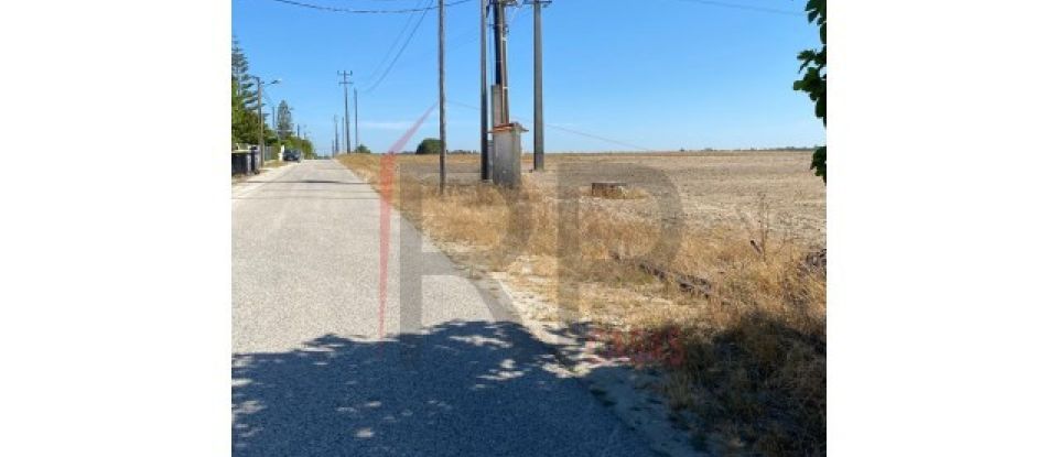 Terrain agricole à Pegões de 39 500 m²