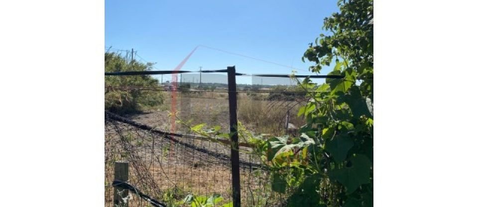 Terrain agricole à Pegões de 39 500 m²