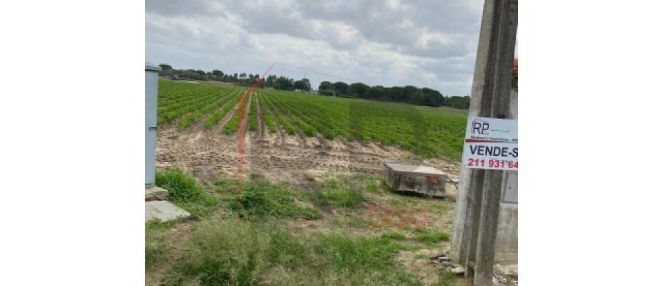 Terrain agricole à Pegões de 39 500 m²