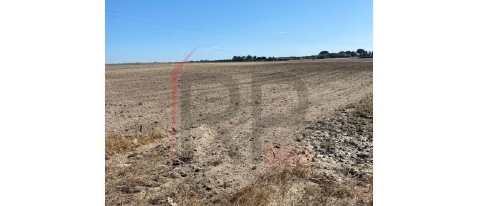 Terrain agricole à Pegões de 39 500 m²