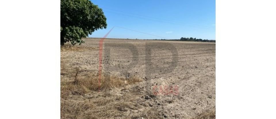 Terrain agricole à Pegões de 39 500 m²
