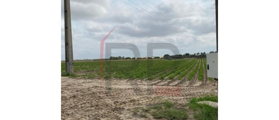 Terrain agricole à Pegões de 39 500 m²