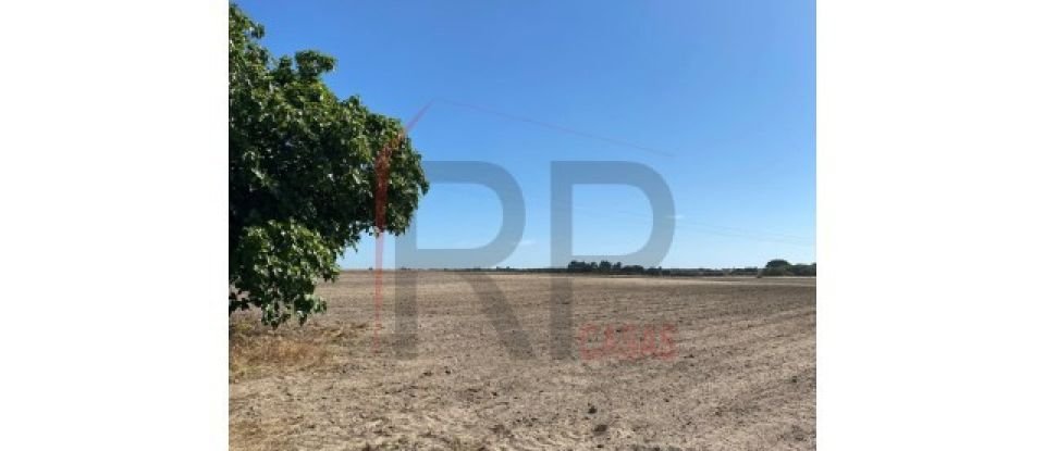 Terrain agricole à Pegões de 39 500 m²