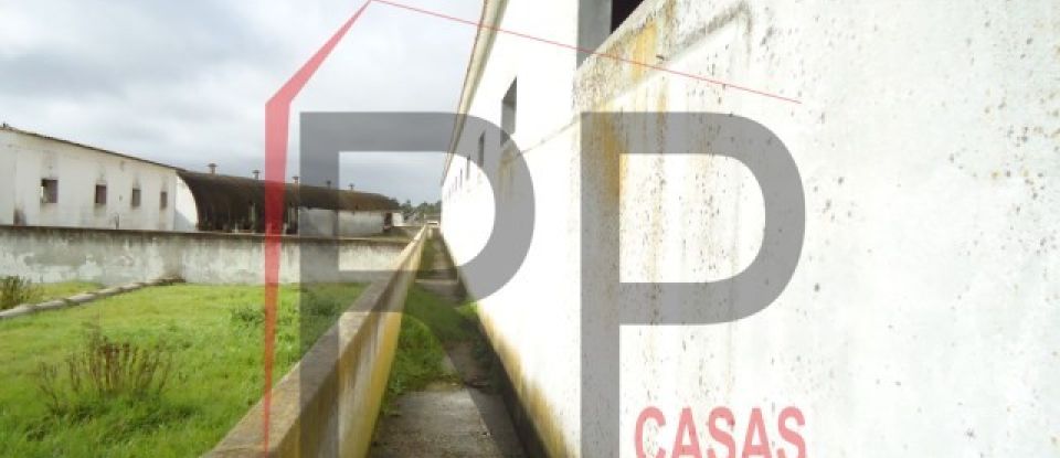 Terreno industrial em Quinta do Anjo de 10 875 m²