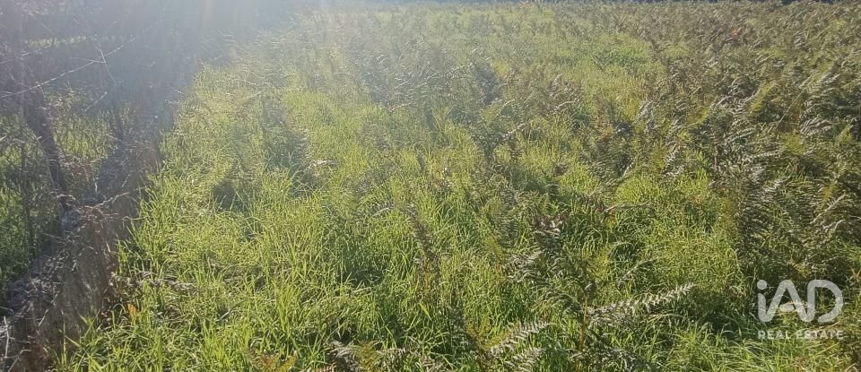 Terreno urbano em Campos e Vila Meã de 878 m²