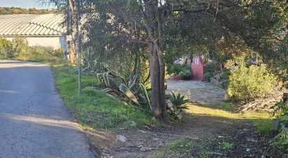 Terrain agricole à Santa Bárbara de Nexe de 4 520 m²