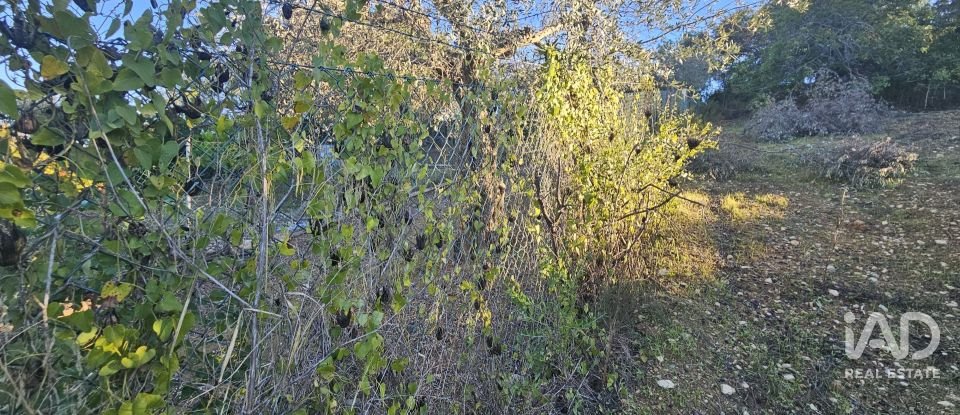 Terreno rústico em Santa Bárbara de Nexe de 4 520 m²