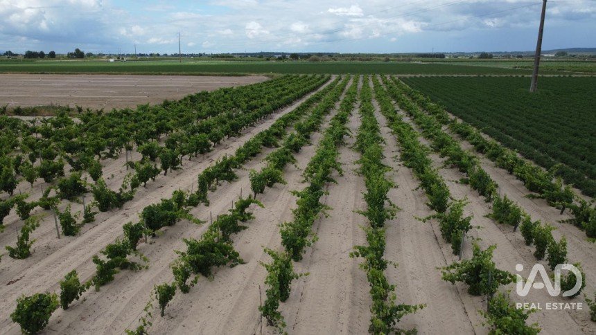 Farm land in Benfica do Ribatejo of 9,040 m²