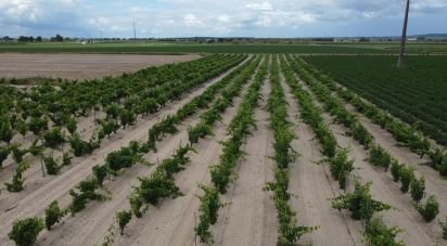 Terrain agricole à Benfica do Ribatejo de 9 040 m²