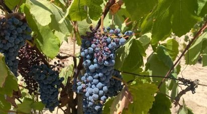 Terrain agricole à Benfica do Ribatejo de 9 040 m²