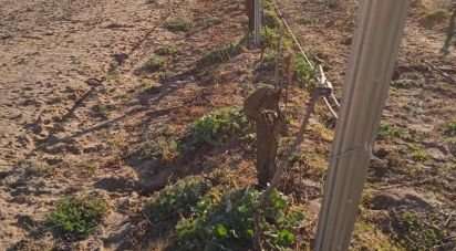 Terrain agricole à Benfica do Ribatejo de 9 040 m²