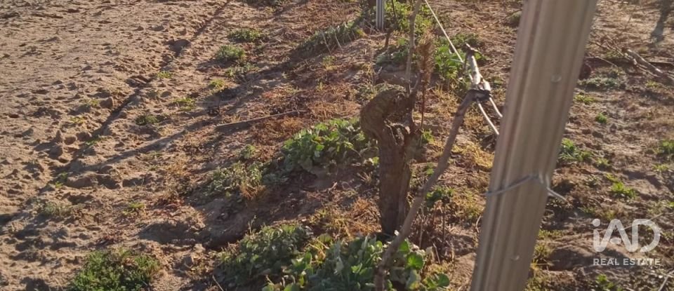 Farm land in Benfica do Ribatejo of 9,040 m²