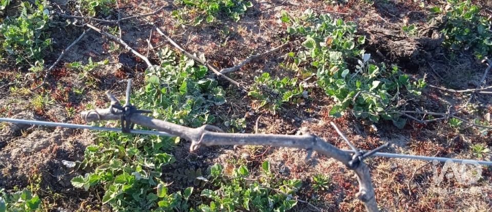 Farm land in Benfica do Ribatejo of 9,040 m²