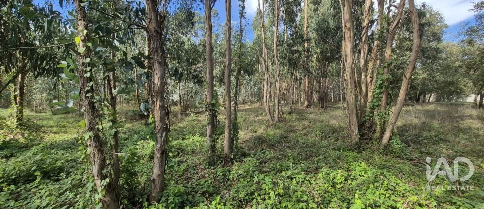 Terreno urbano em Pedreiras de 920 m²