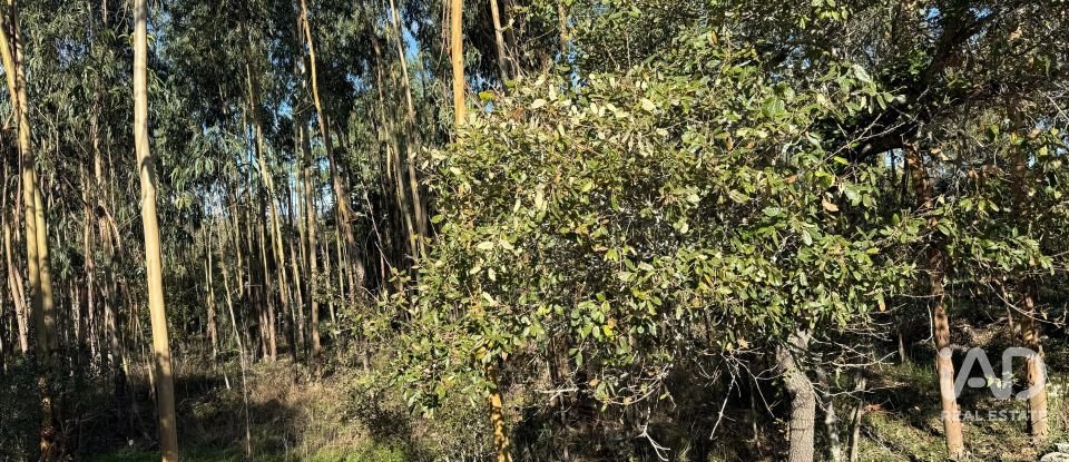 Terrain à bâtir à Pedreiras de 2 320 m²