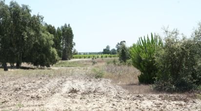 Terrain à bâtir à Pegões de 53 250 m²