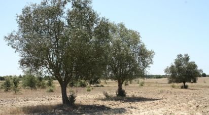 Terrain à bâtir à Pegões de 53 250 m²