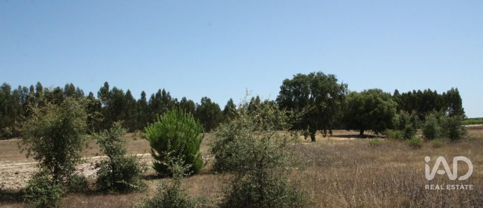 Terrain à bâtir à Pegões de 53 250 m²