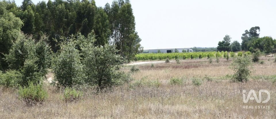Terrain à bâtir à Pegões de 53 250 m²