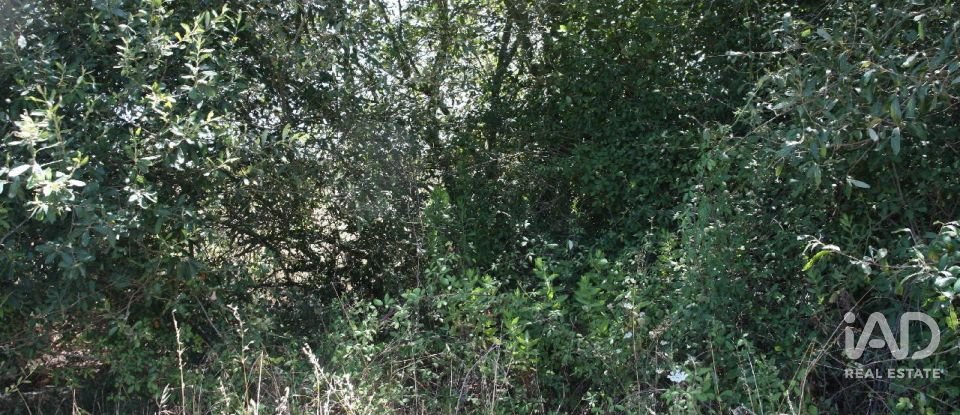Terrain à bâtir à Pegões de 53 250 m²