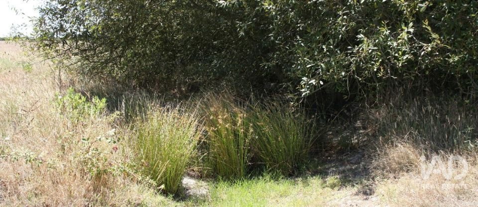Terrain à bâtir à Pegões de 53 250 m²