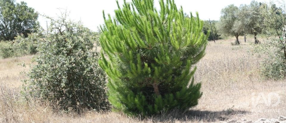 Terrain à bâtir à Pegões de 53 250 m²