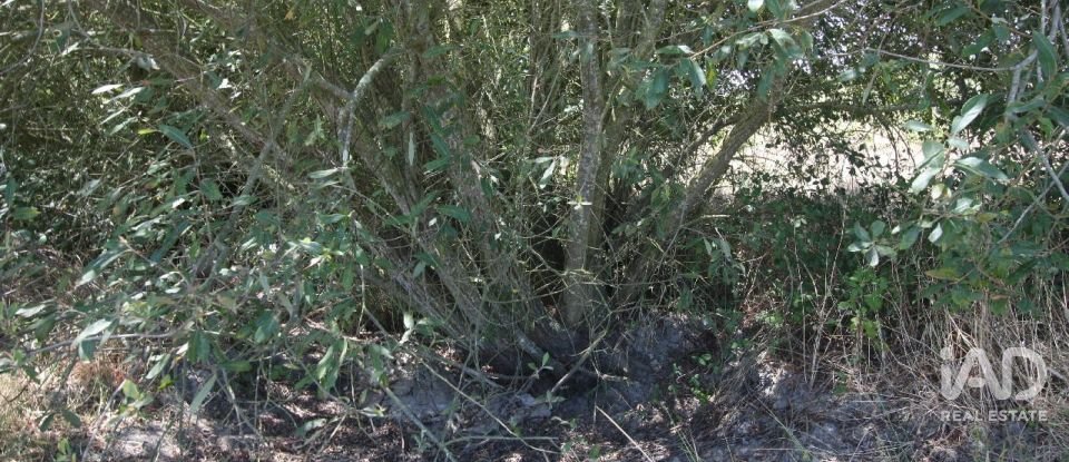 Terrain à bâtir à Pegões de 53 250 m²