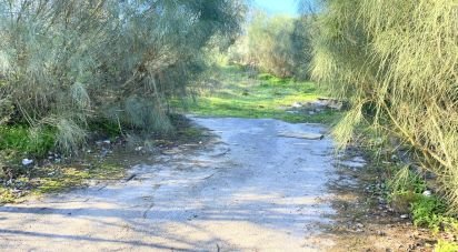 Terrain à Palmela de 1 763 m²